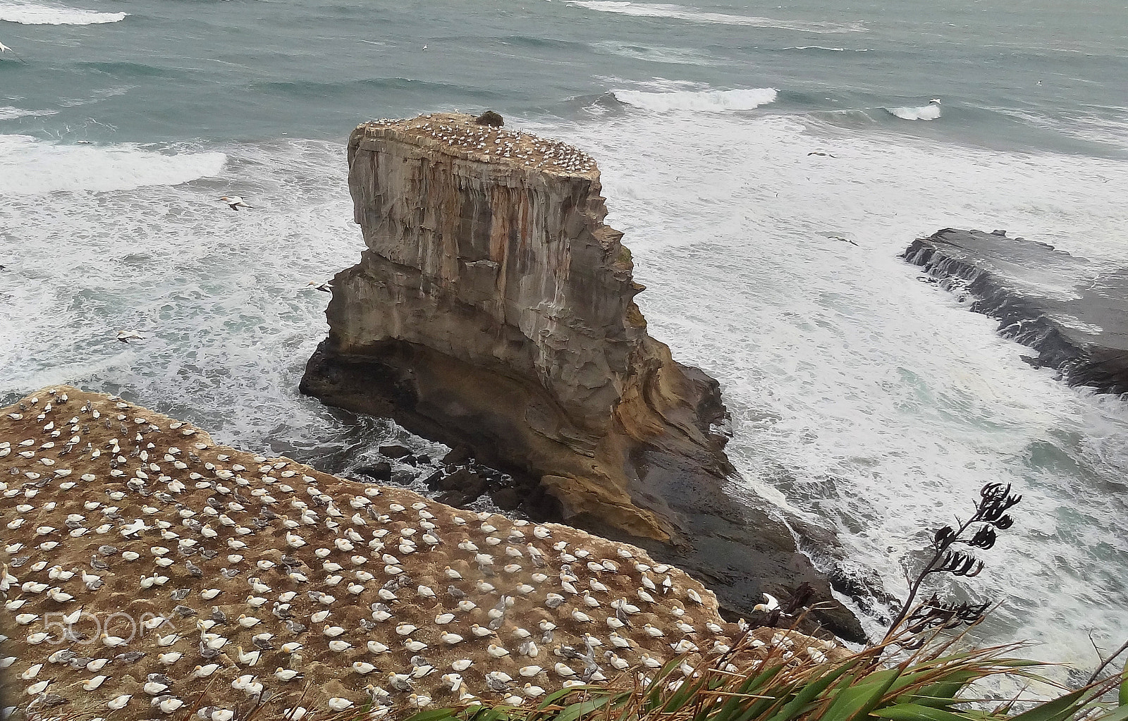 Sony Cyber-shot DSC-HX7V sample photo. Gannet colony photography