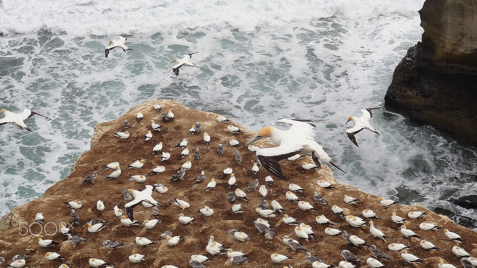 Sony Cyber-shot DSC-HX7V sample photo. Gannet colony 2 photography