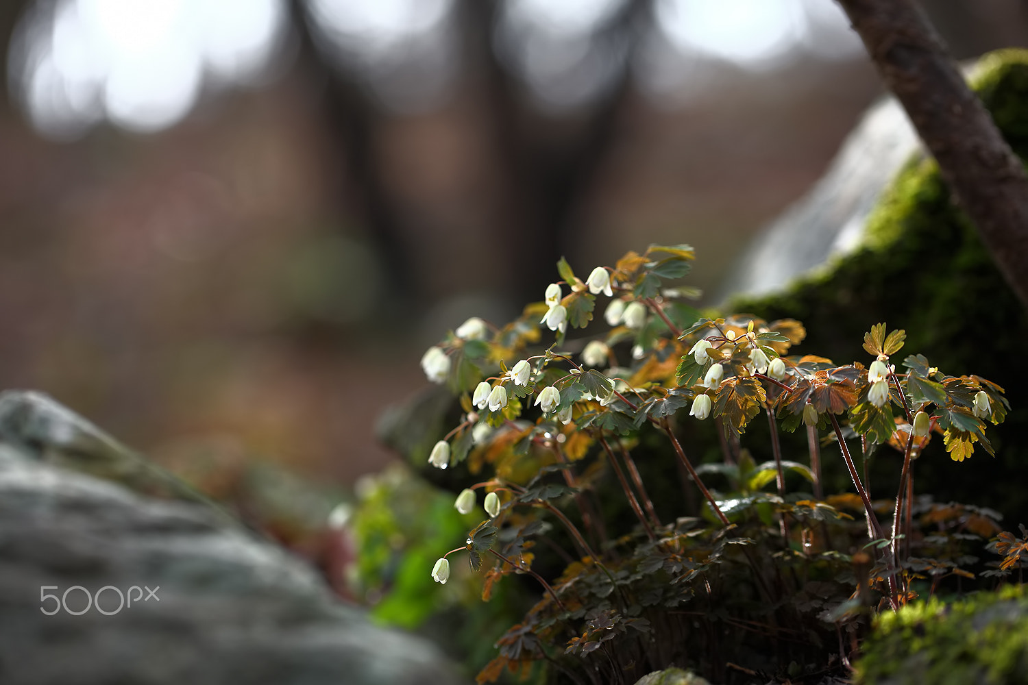 Canon EF 100mm F2.8L Macro IS USM sample photo. Just feel the nature - isopyrum manshuricum photography