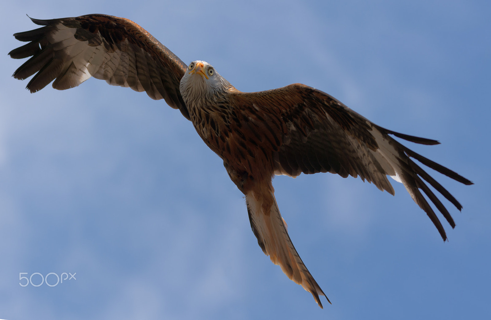 Sigma 150-600mm F5-6.3 DG OS HSM | C sample photo. Milan photography