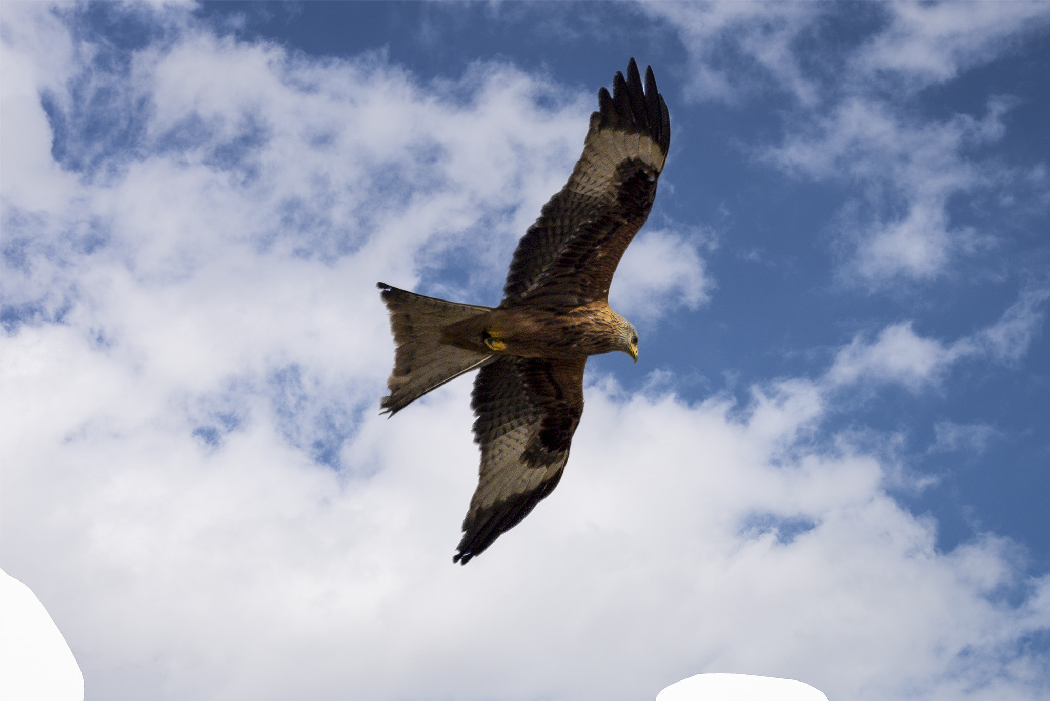 Nikon D3200 sample photo. High flyer photography