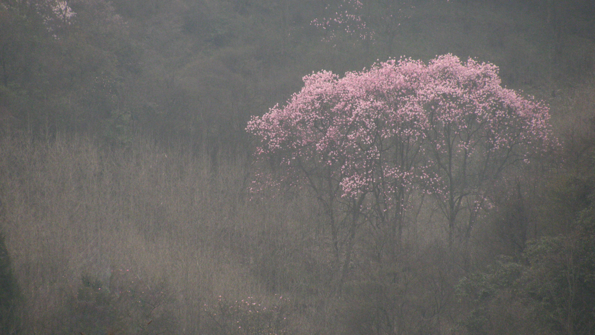 Canon PowerShot SX110 IS sample photo. Flower in valley photography