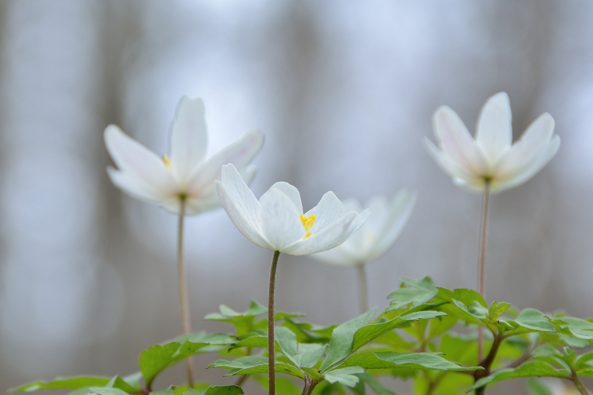 Nikon D7100 sample photo. Spring in humlebæk photography