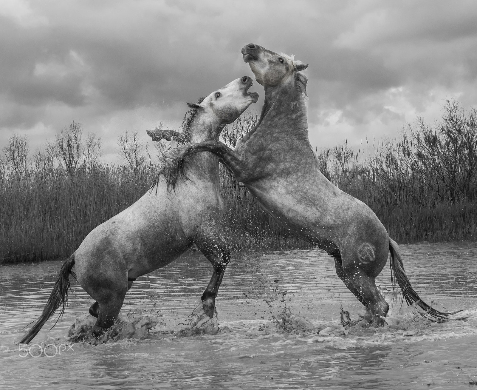 Nikon D810 sample photo. Sparring stallions on the camargue photography