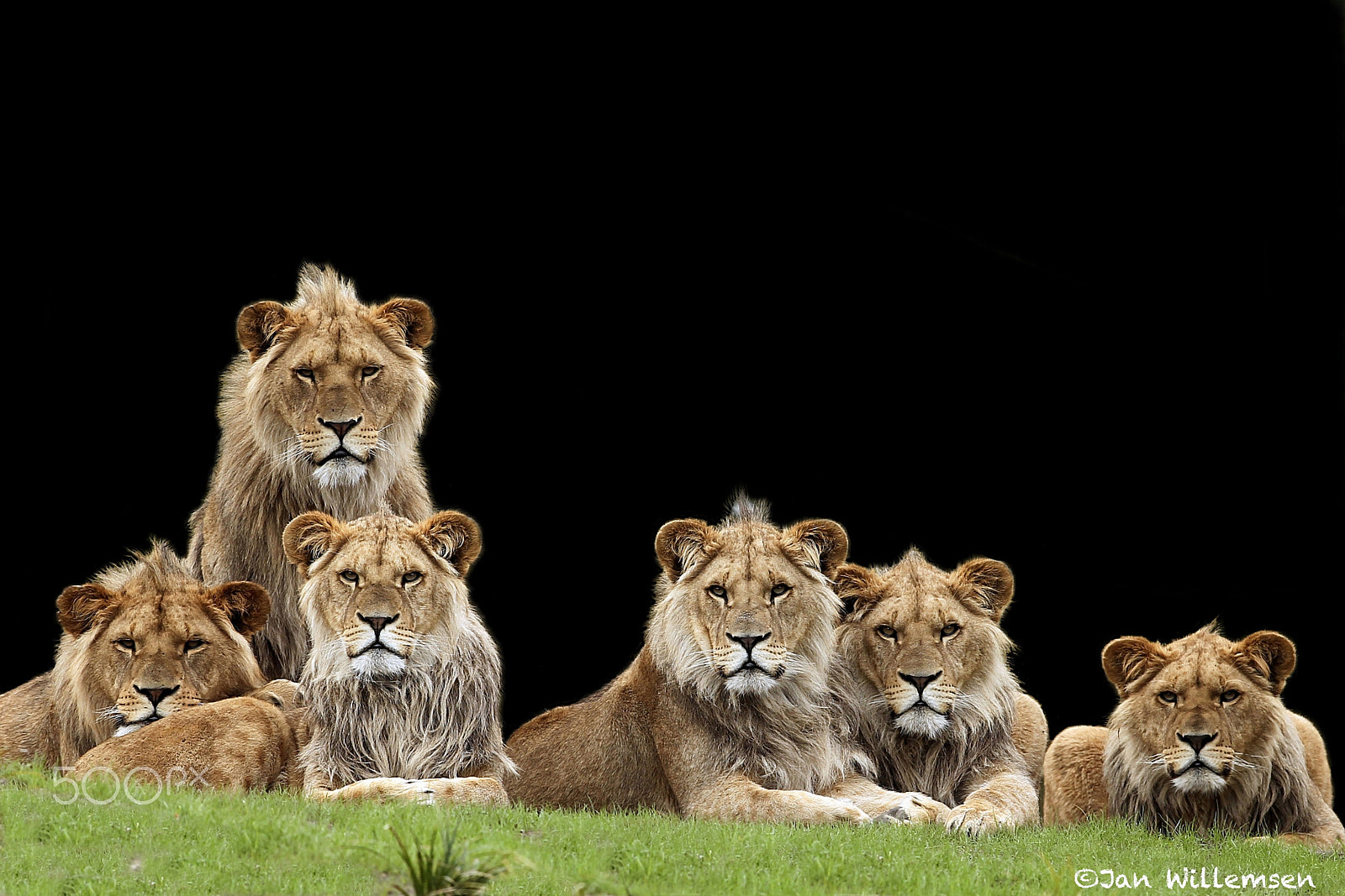 Canon EF 300mm F2.8L IS II USM sample photo. Afr. lion photography
