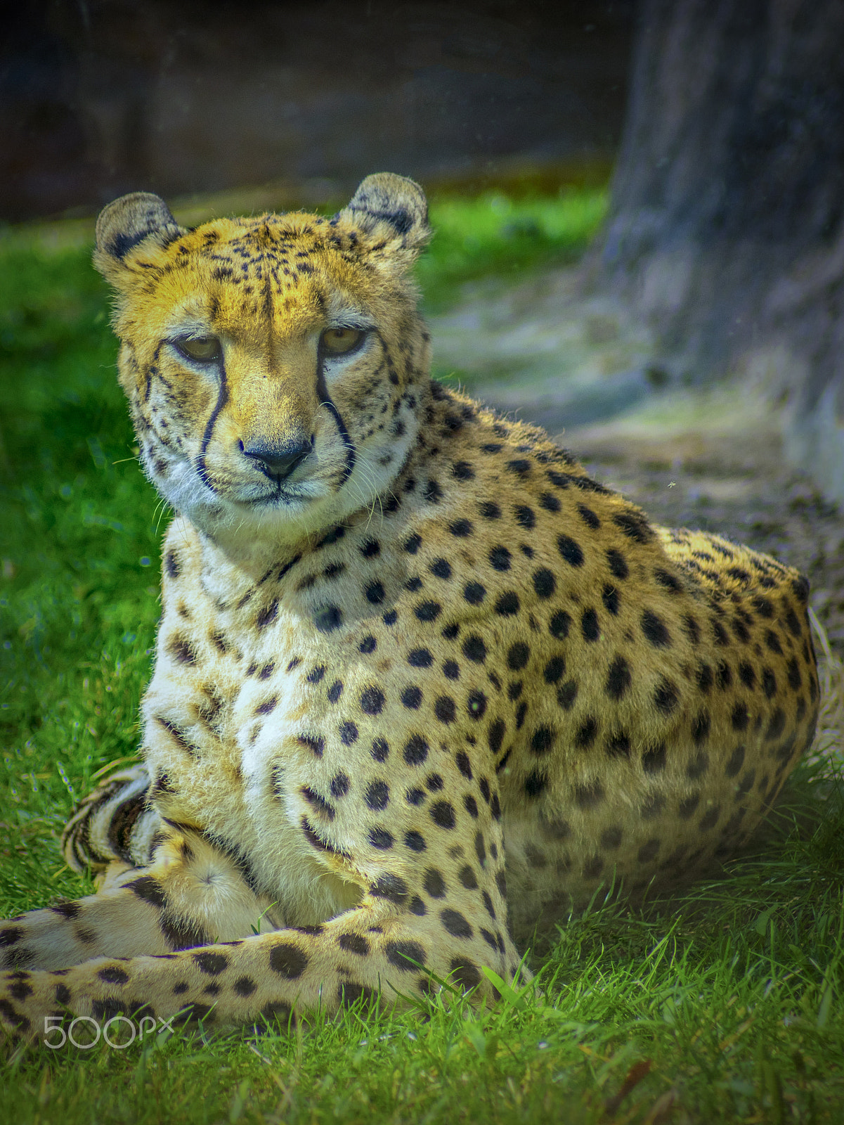 Nikon D3300 sample photo. Cheetah photography