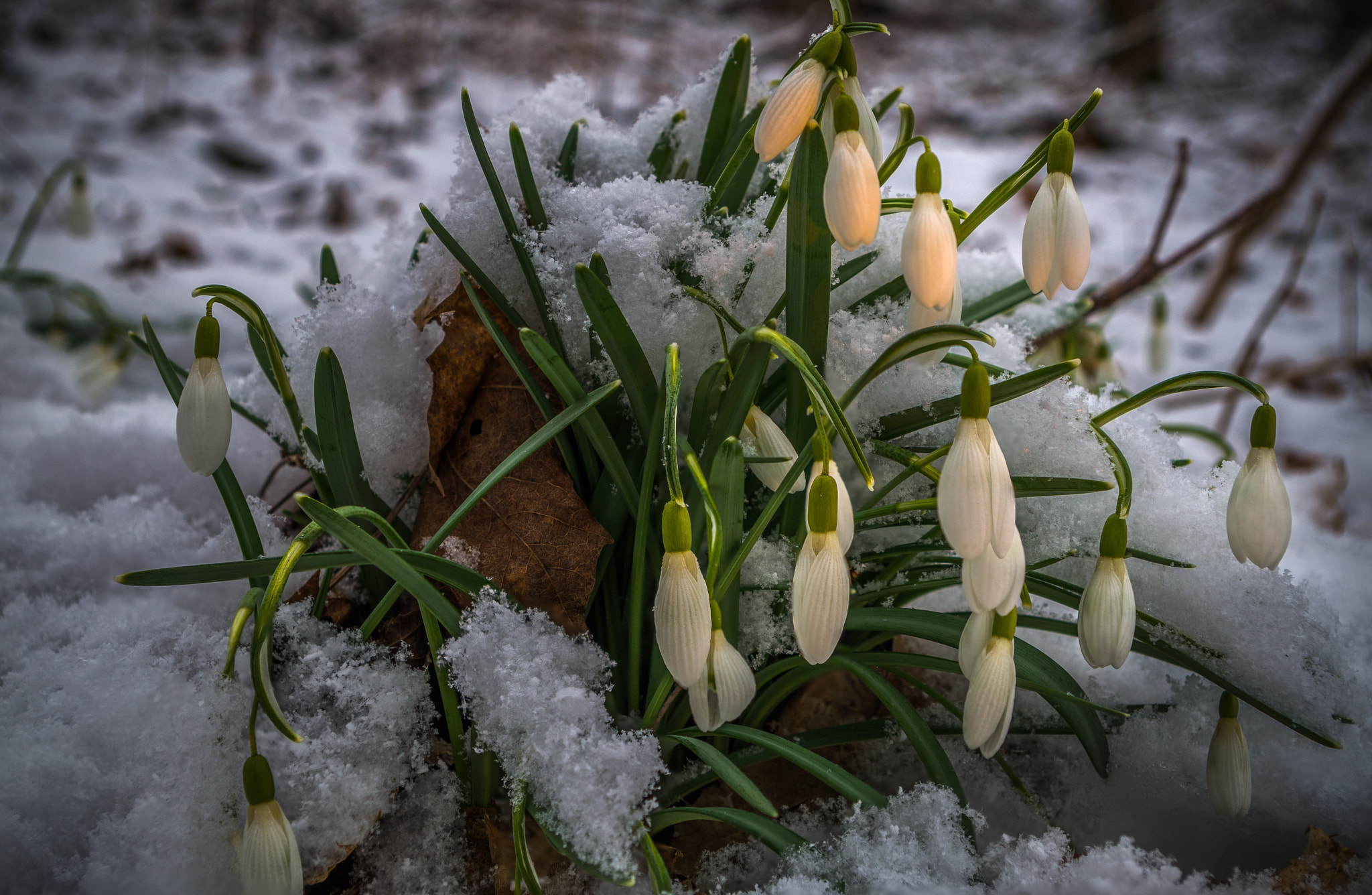 Pentax K-50 sample photo. Snowdrops photography