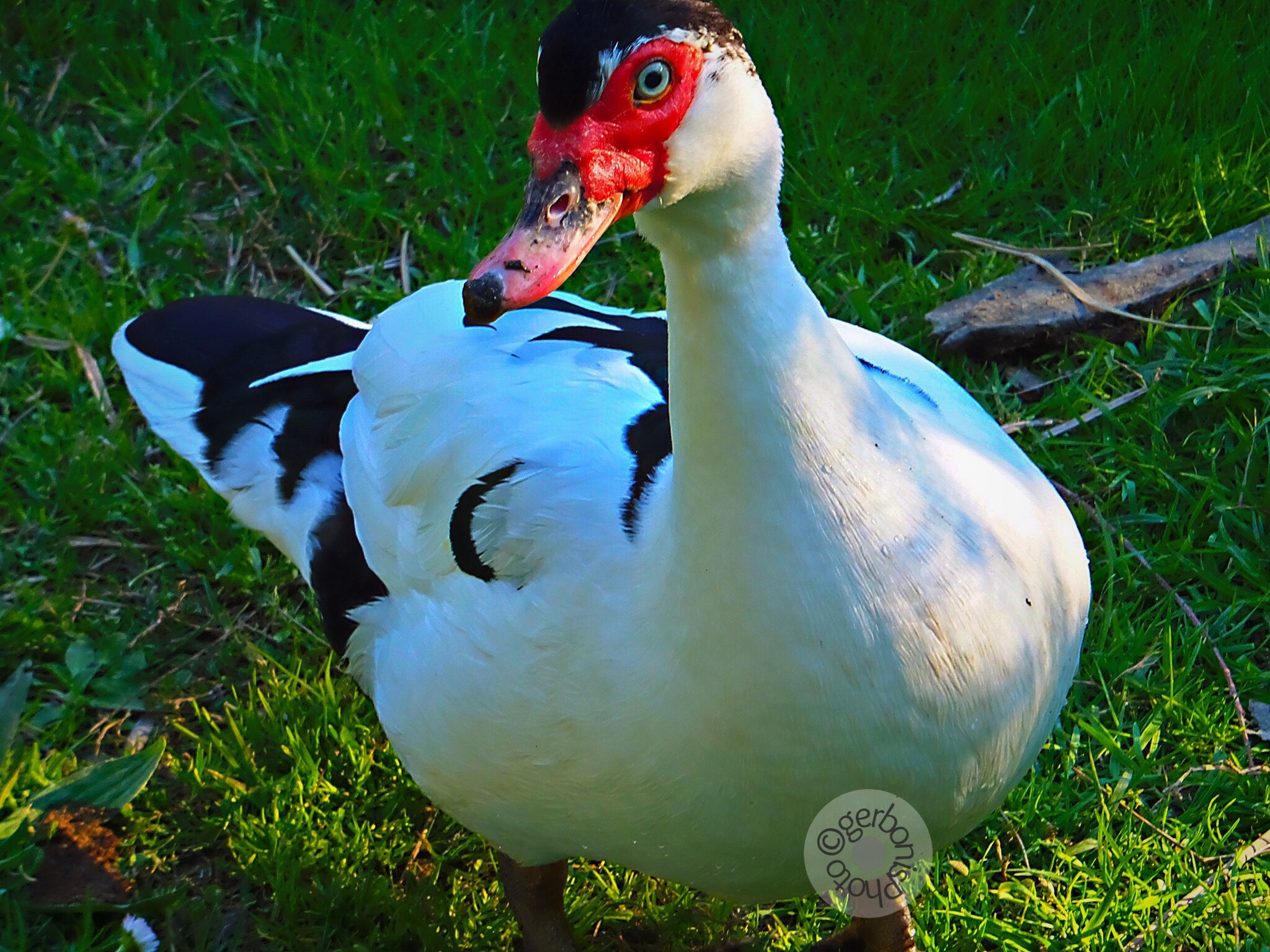 Fujifilm FinePix F900EXR sample photo. A wild duck red mask photography