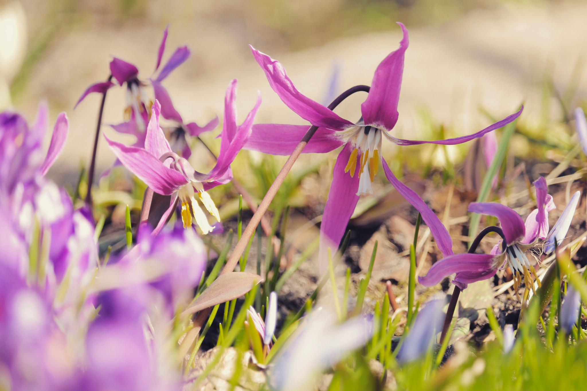 Canon EF-S 55-250mm F4-5.6 IS STM sample photo. Snowdrops photography