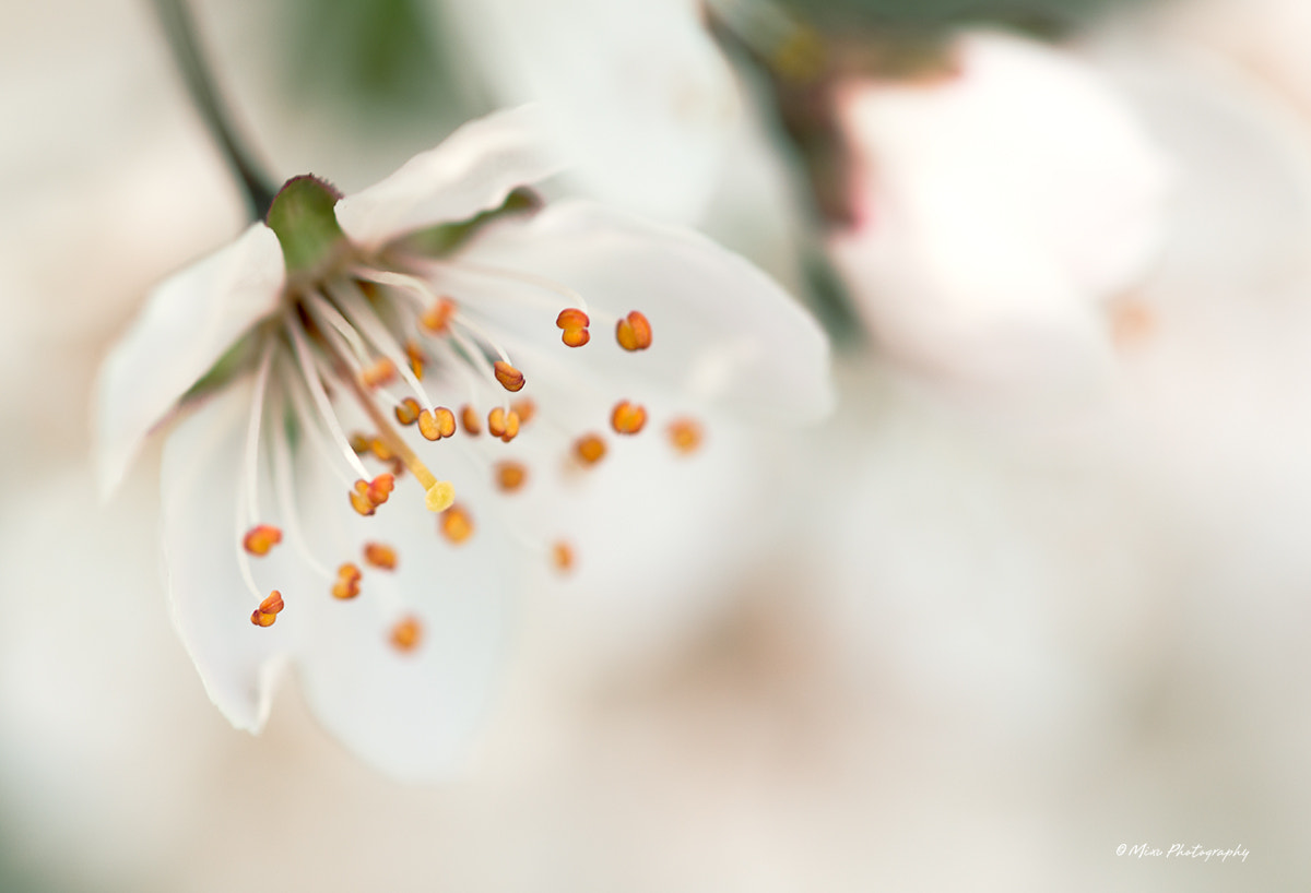 Nikon AF-S Micro-Nikkor 105mm F2.8G IF-ED VR sample photo. Spring photography