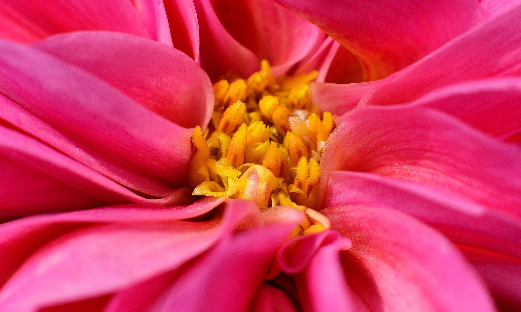 Nikon D810 + Nikon AF-S Nikkor 50mm F1.4G sample photo