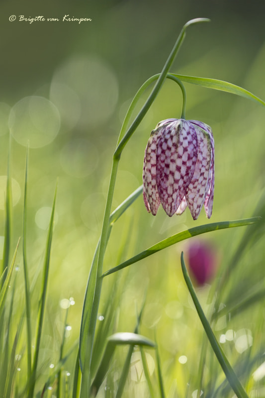 Canon EOS 60D sample photo. Checkered beauty photography