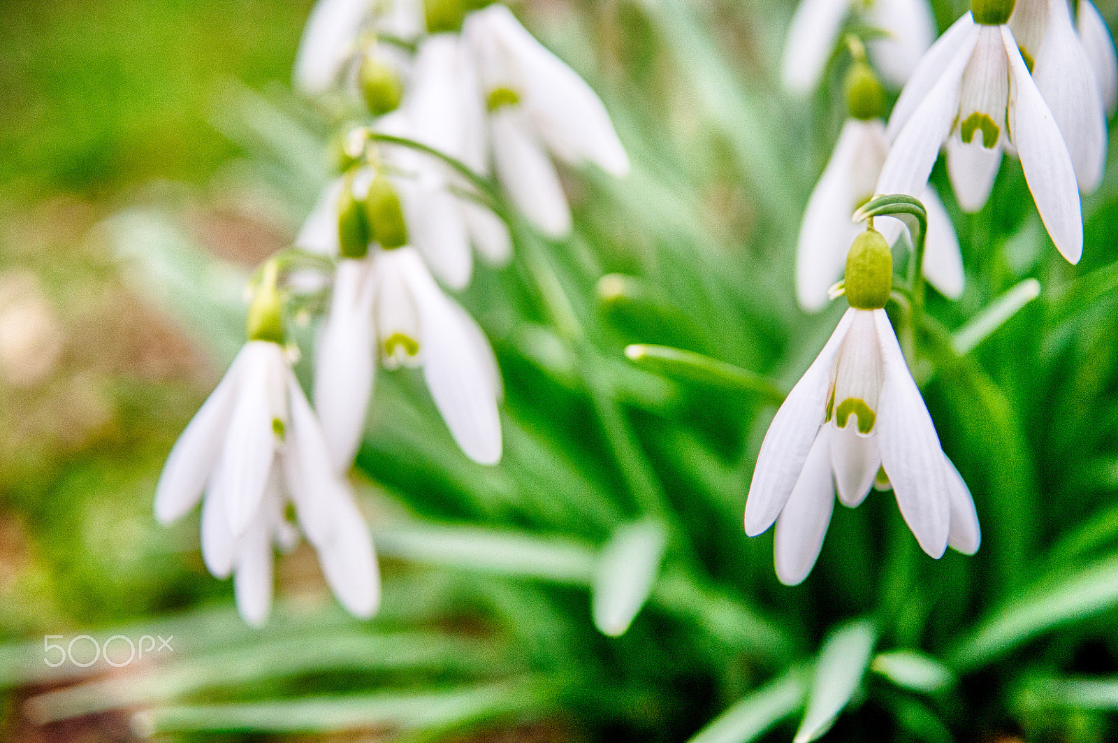 Nikon AF Nikkor 28mm F2.8D sample photo. Snowdrop1 photography