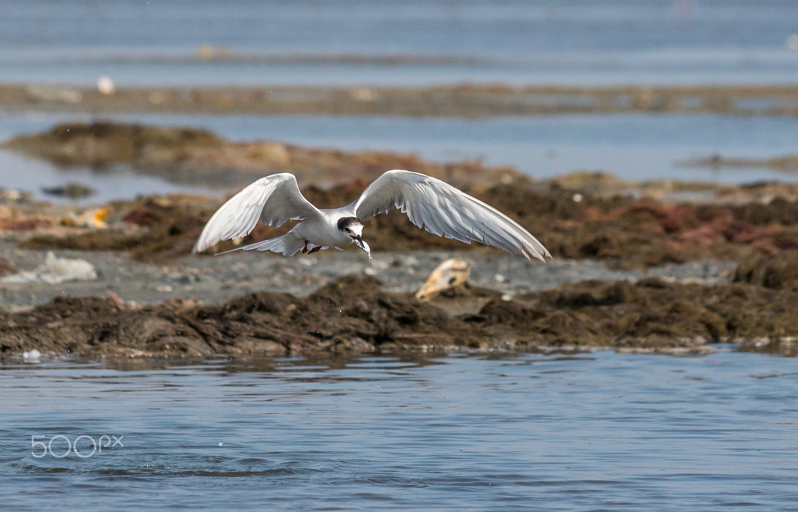Canon EOS 70D sample photo. Tern with catch photography