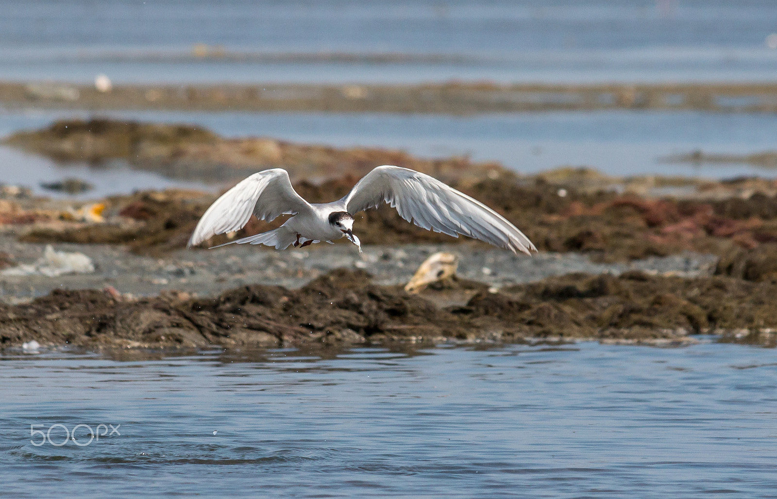 Canon EF 70-300mm F4-5.6 IS USM sample photo. Tern with catch photography
