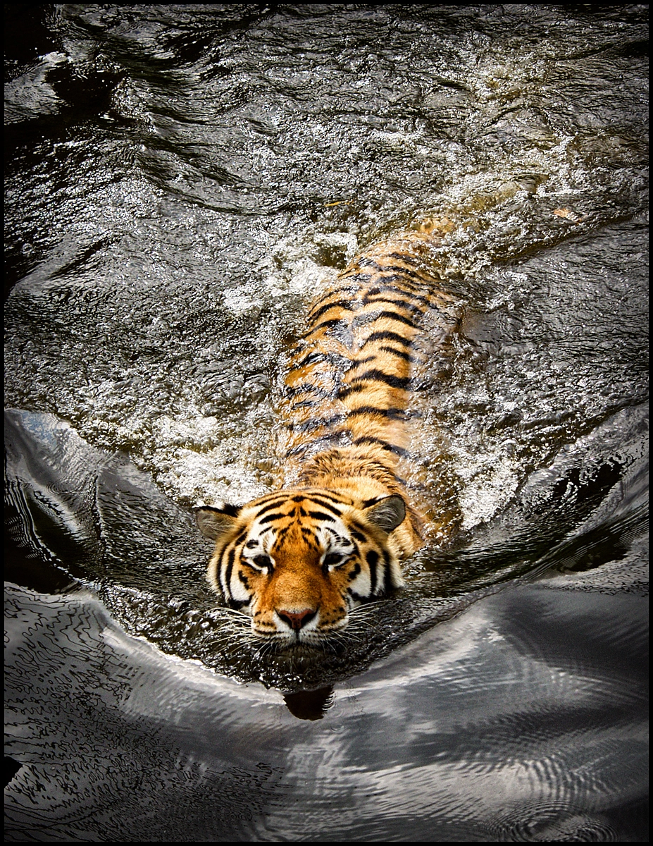 Olympus E-10 sample photo. Tiger photography