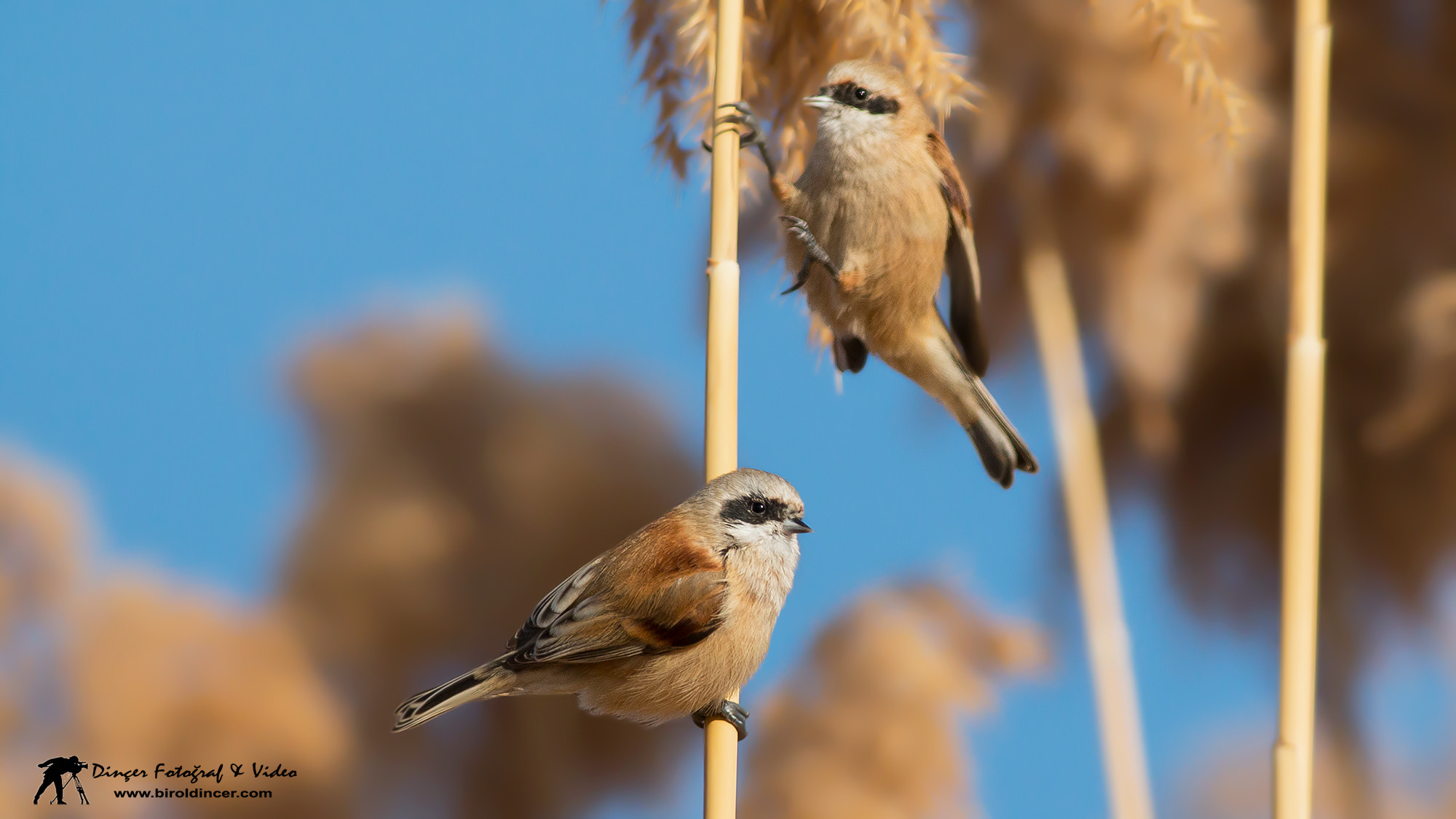 Canon EOS 70D + Canon EF 400mm F5.6L USM sample photo. Eurasian penduline tit (Çulhakuşu) photography