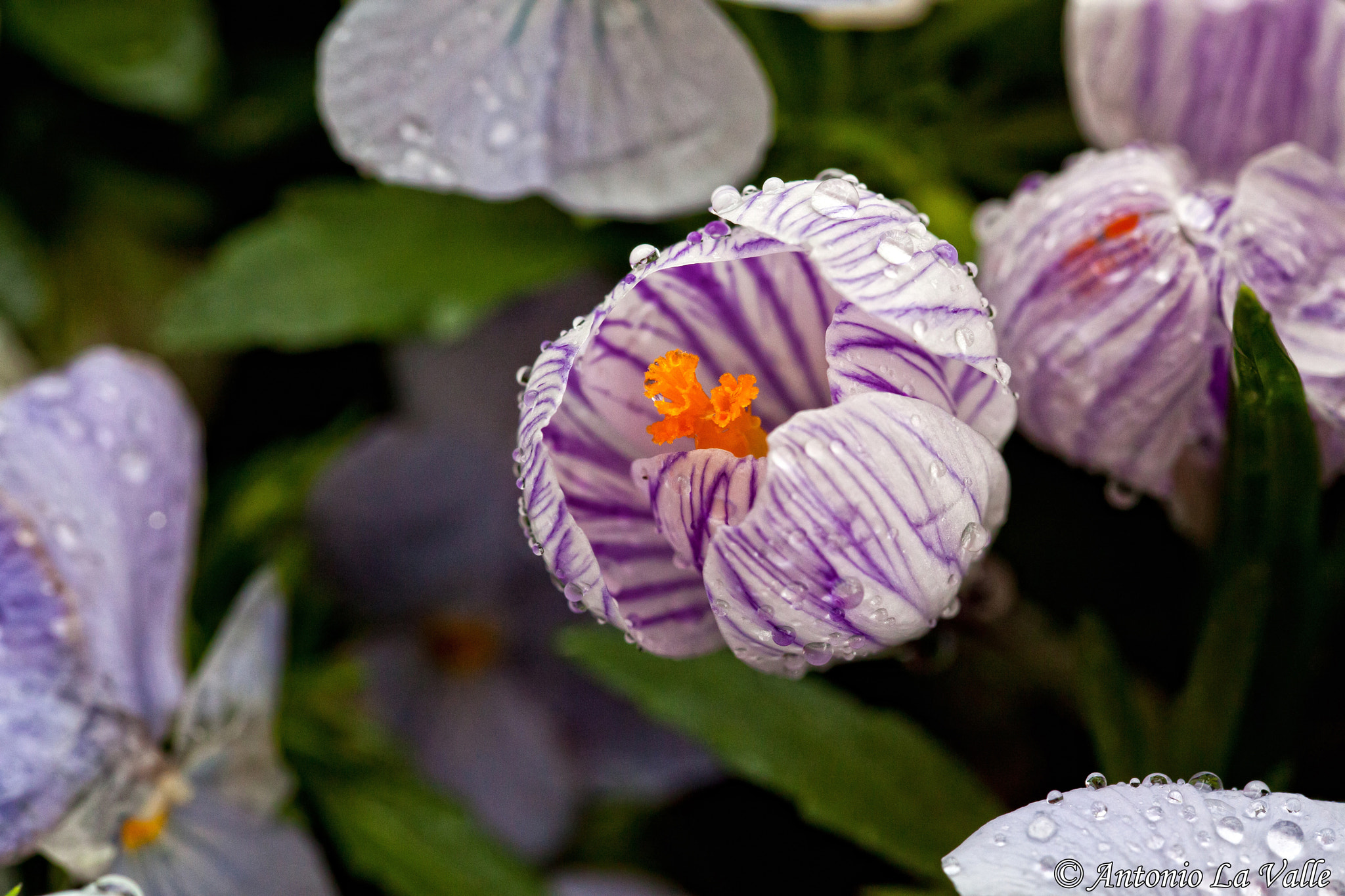 Canon EOS 5D Mark II sample photo. Akao herb and rose garden photography