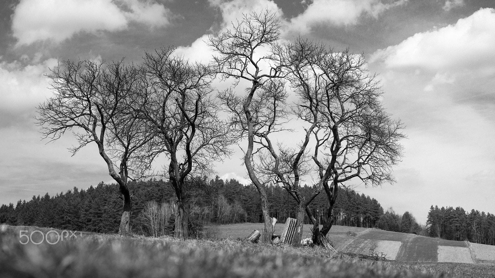 Panasonic Lumix G X Vario 35-100mm F2.8 OIS sample photo. Lonely trees photography