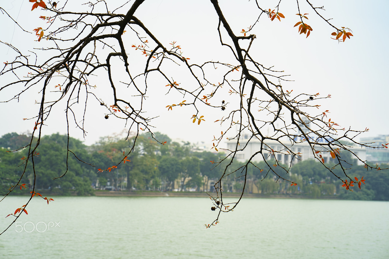 ZEISS Batis 85mm F1.8 sample photo. Dsc photography