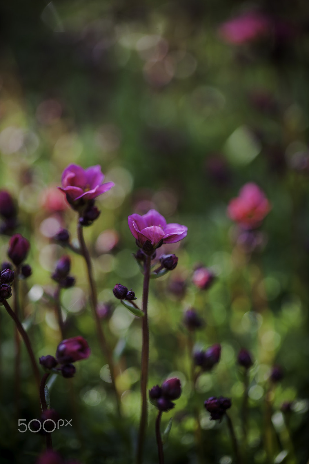 Canon EF 100mm F2.8L Macro IS USM sample photo. Dans nos jardins photography