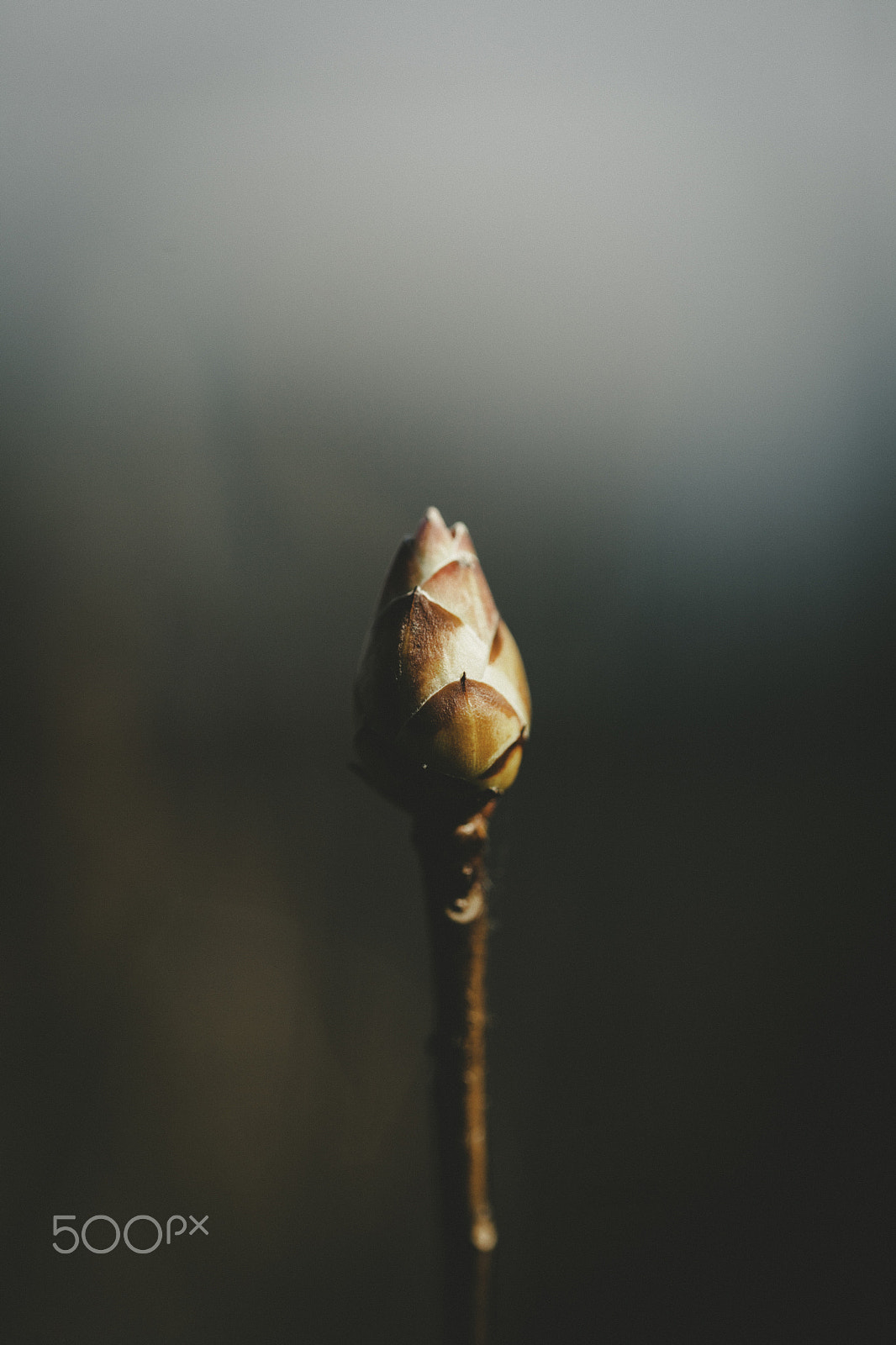Canon EF 100mm F2.8L Macro IS USM sample photo. Dans nos jardins photography