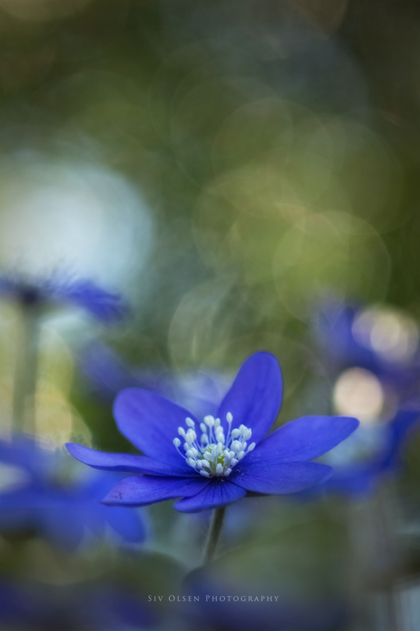 Nikon D7100 sample photo. ~ lovely spring ~ photography