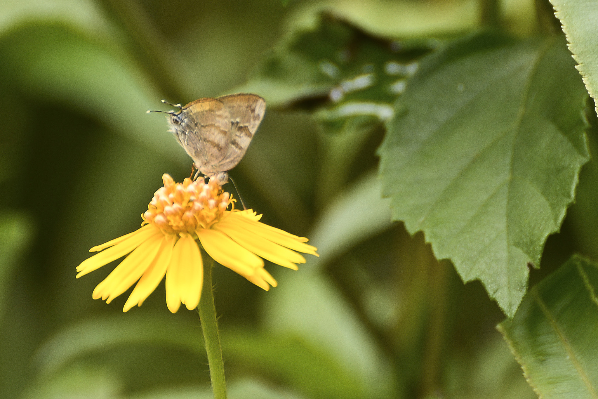 Nikon D7100 sample photo. Vida doce..doce vida. photography