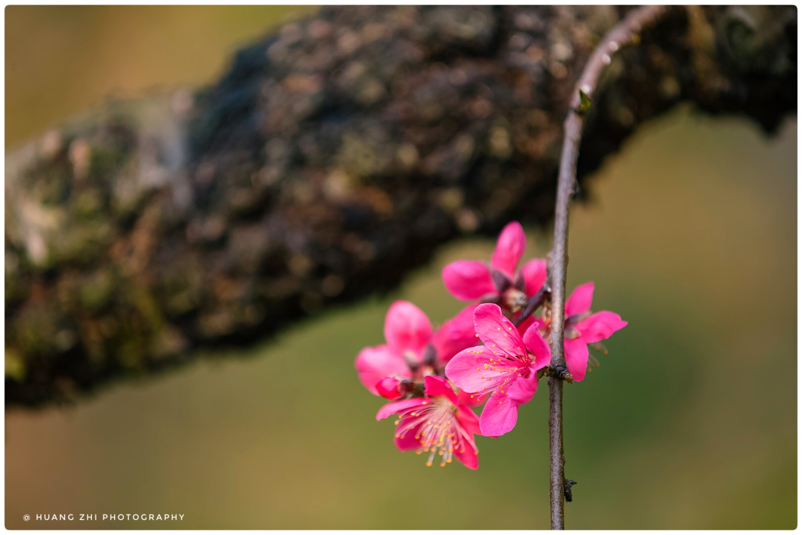 Canon EOS-1D X sample photo. Old branch new flower photography