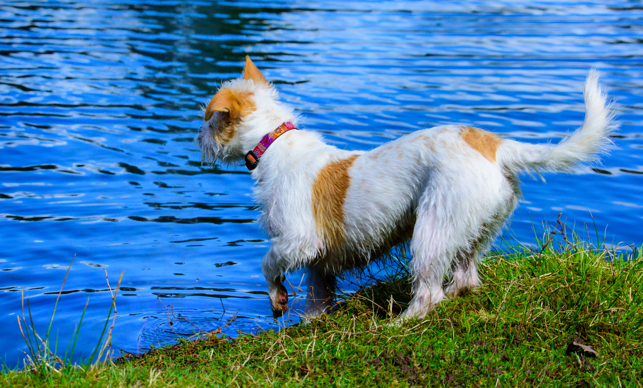 Nikon D810 sample photo. Ready to swim photography