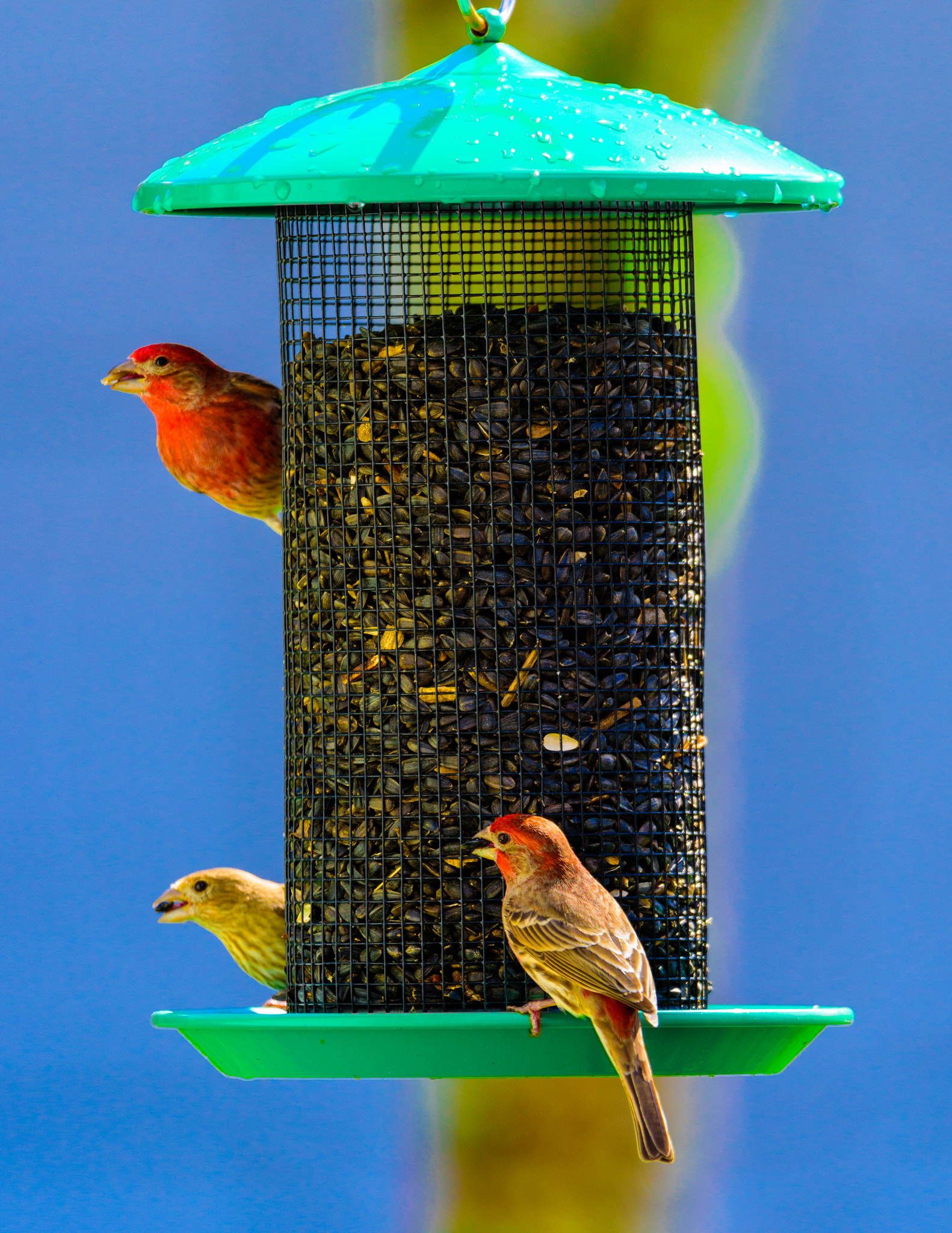 Nikon D810 sample photo. Feeding time photography