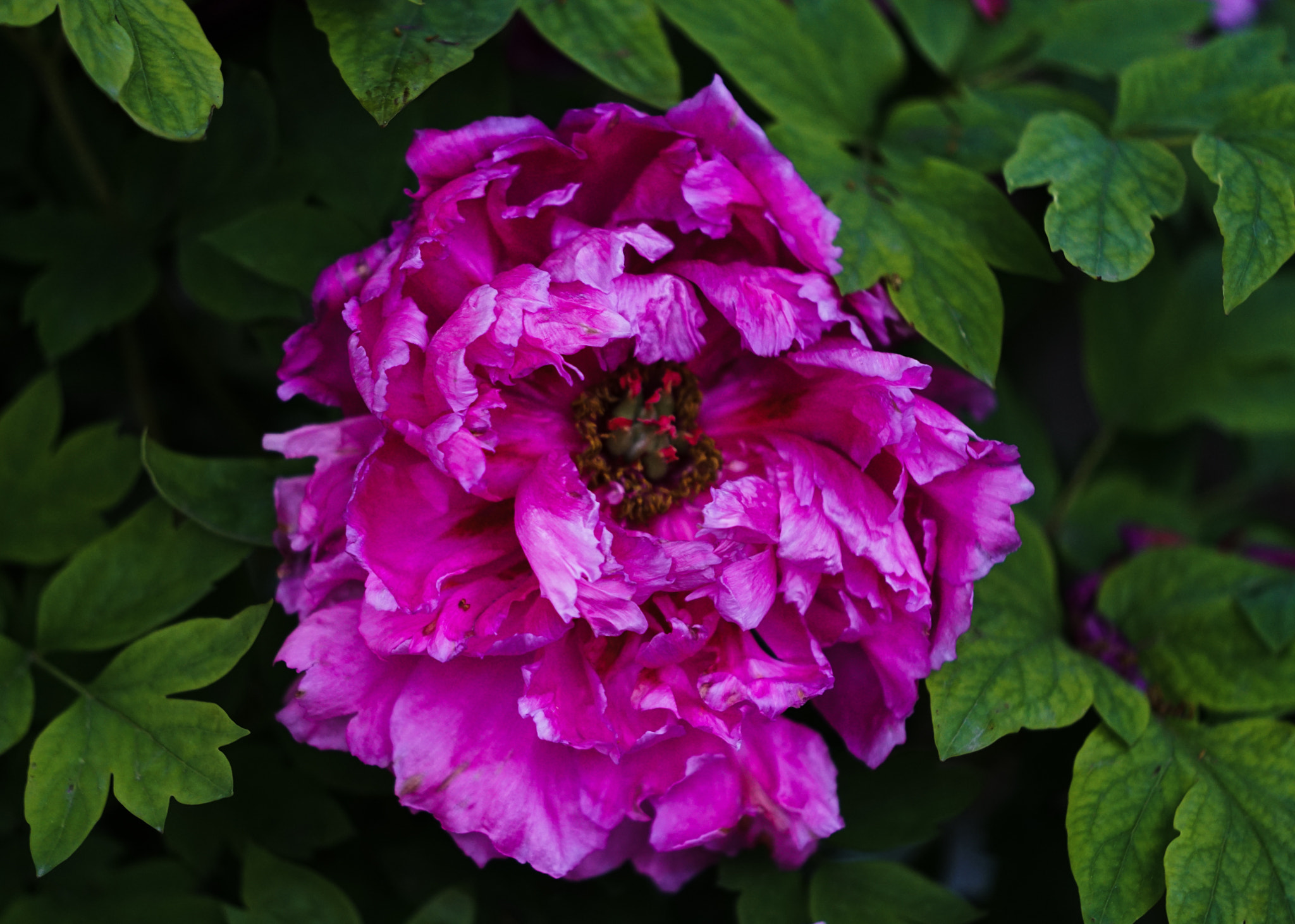 Sony FE 70-200mm F2.8 GM OSS sample photo. Spring flower 23 photography