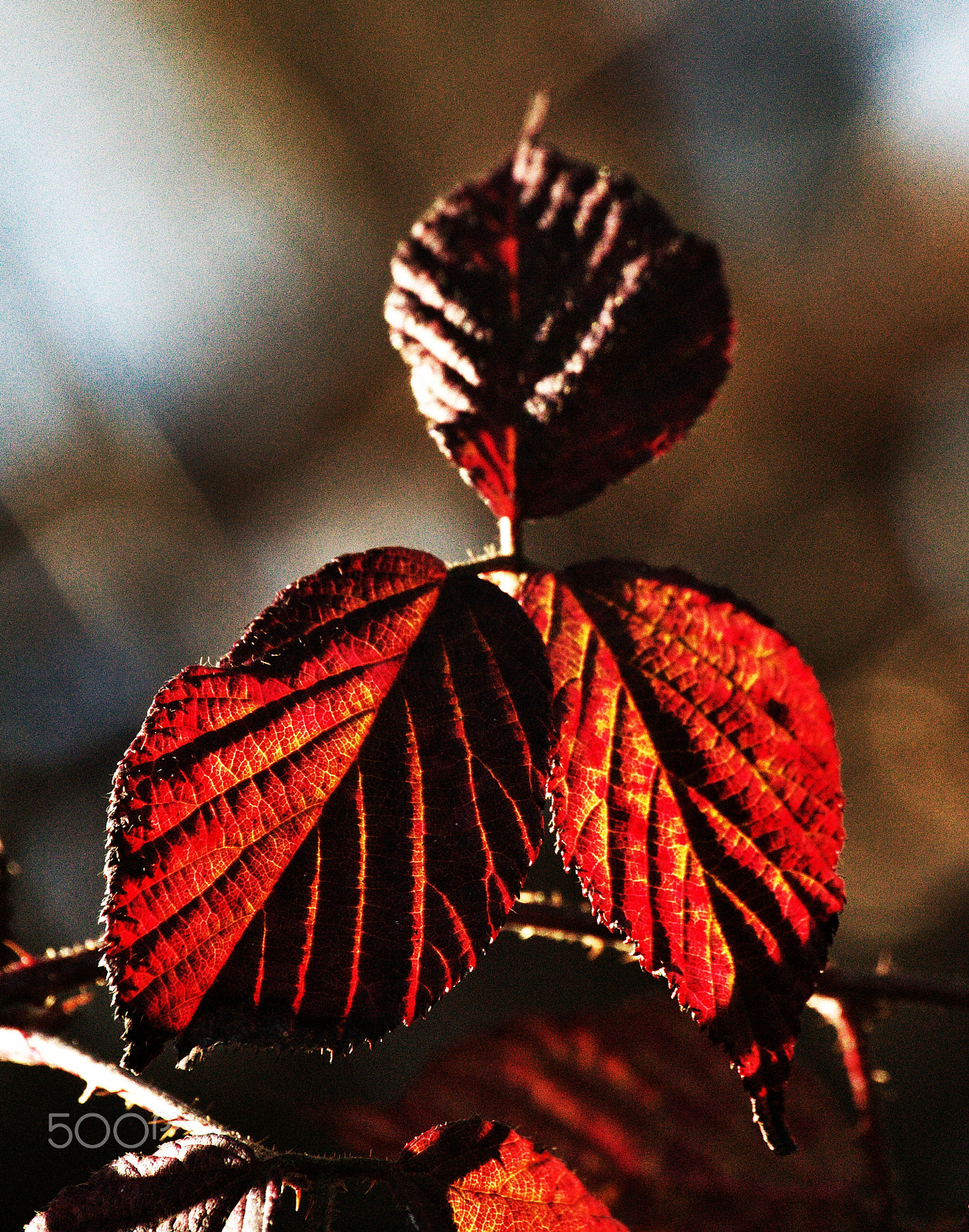 55.00 - 200.00 mm f/4.0 - 5.6 sample photo. Red little leafs photography