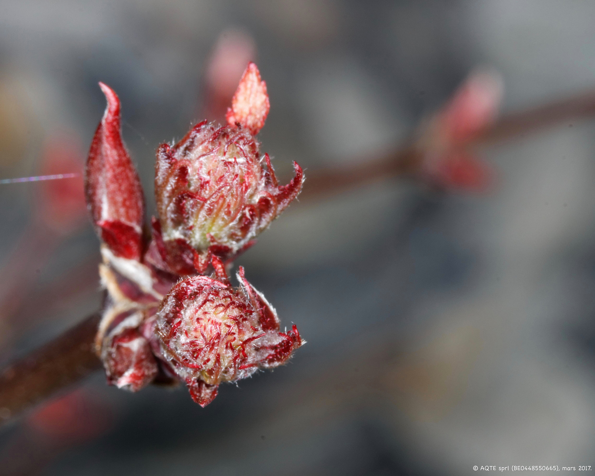 Canon EF 100mm F2.8L Macro IS USM sample photo. Acer sp. photography