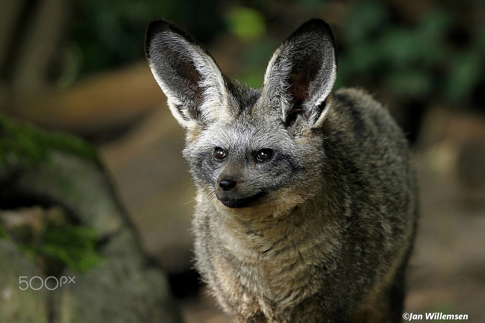 Canon EF 300mm F2.8L IS II USM sample photo. Bat-eared fox photography