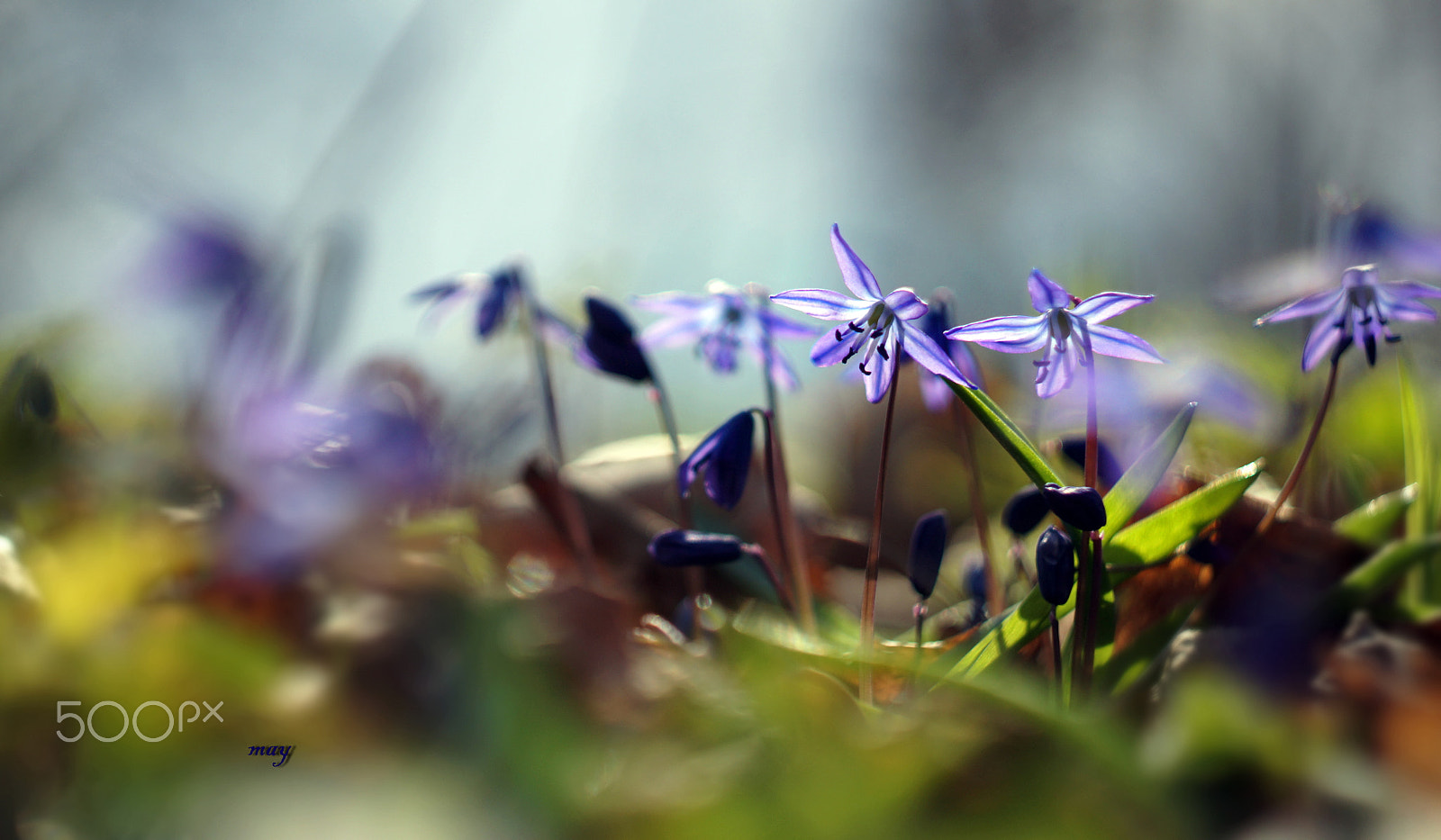 Sony SLT-A65 (SLT-A65V) + Minolta AF 50mm F1.7 sample photo. The first spring photography