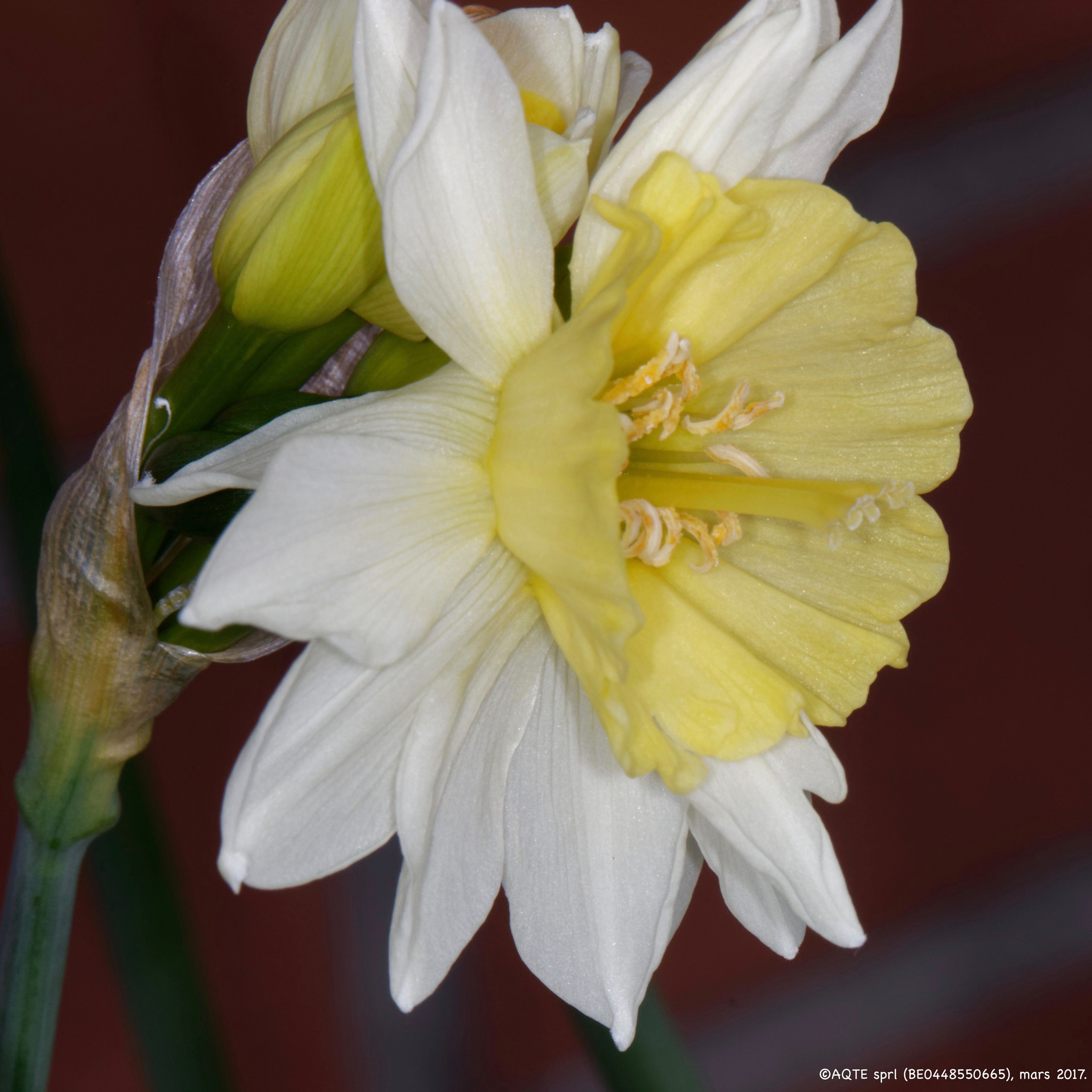 Canon EF 100mm F2.8L Macro IS USM sample photo. Narcisse #2 photography