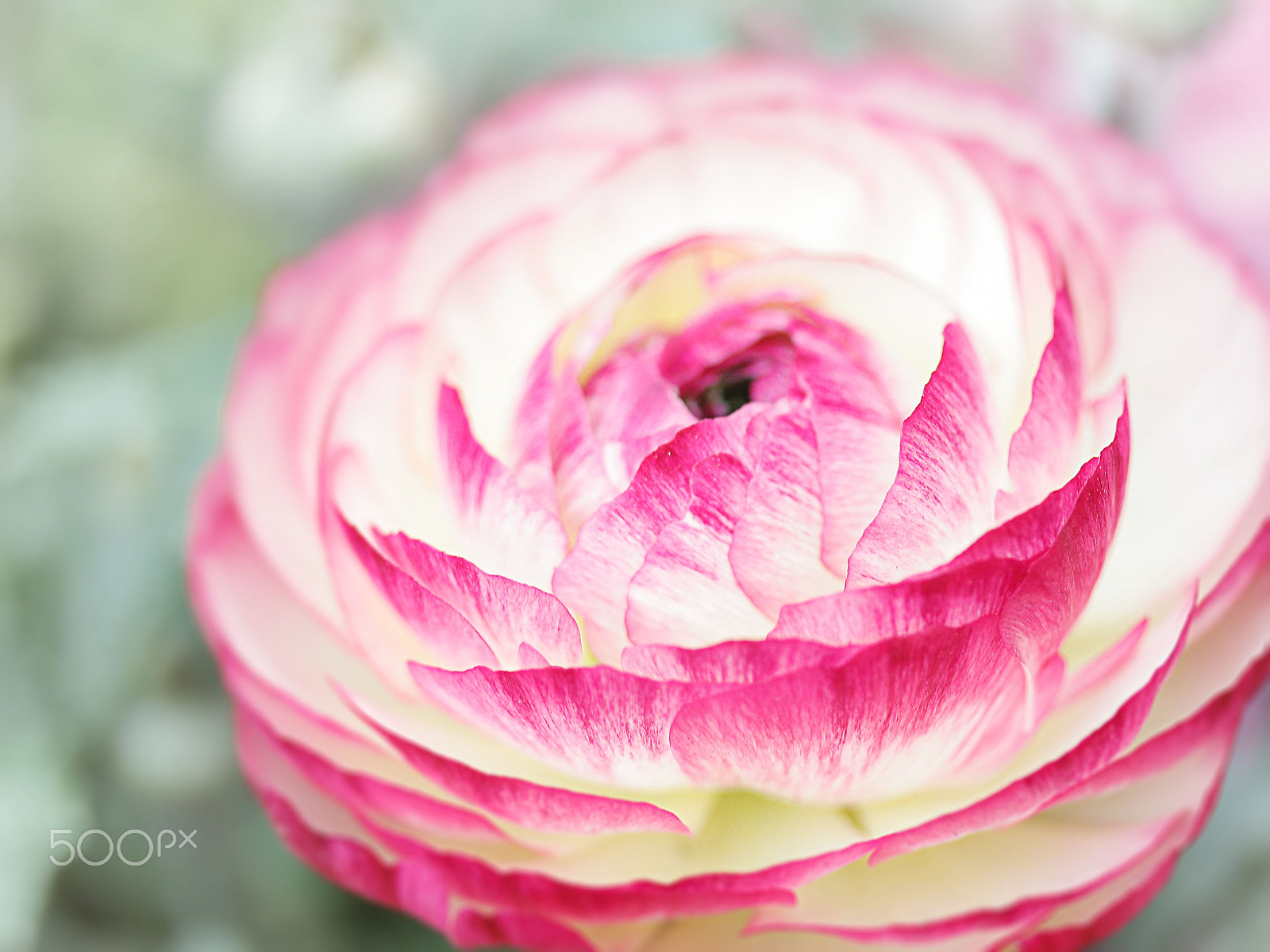 Canon EF-S 60mm F2.8 Macro USM sample photo. Ranunculus photography