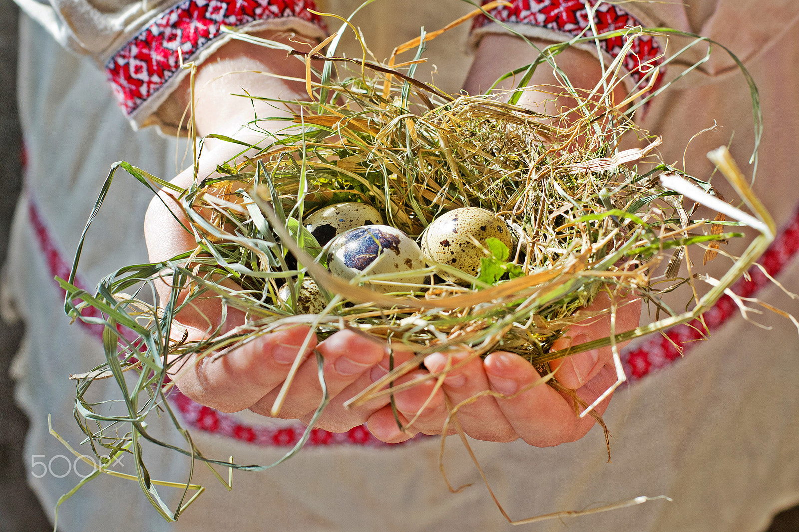 Nikon D3100 sample photo. Quail eggs in the nest photography
