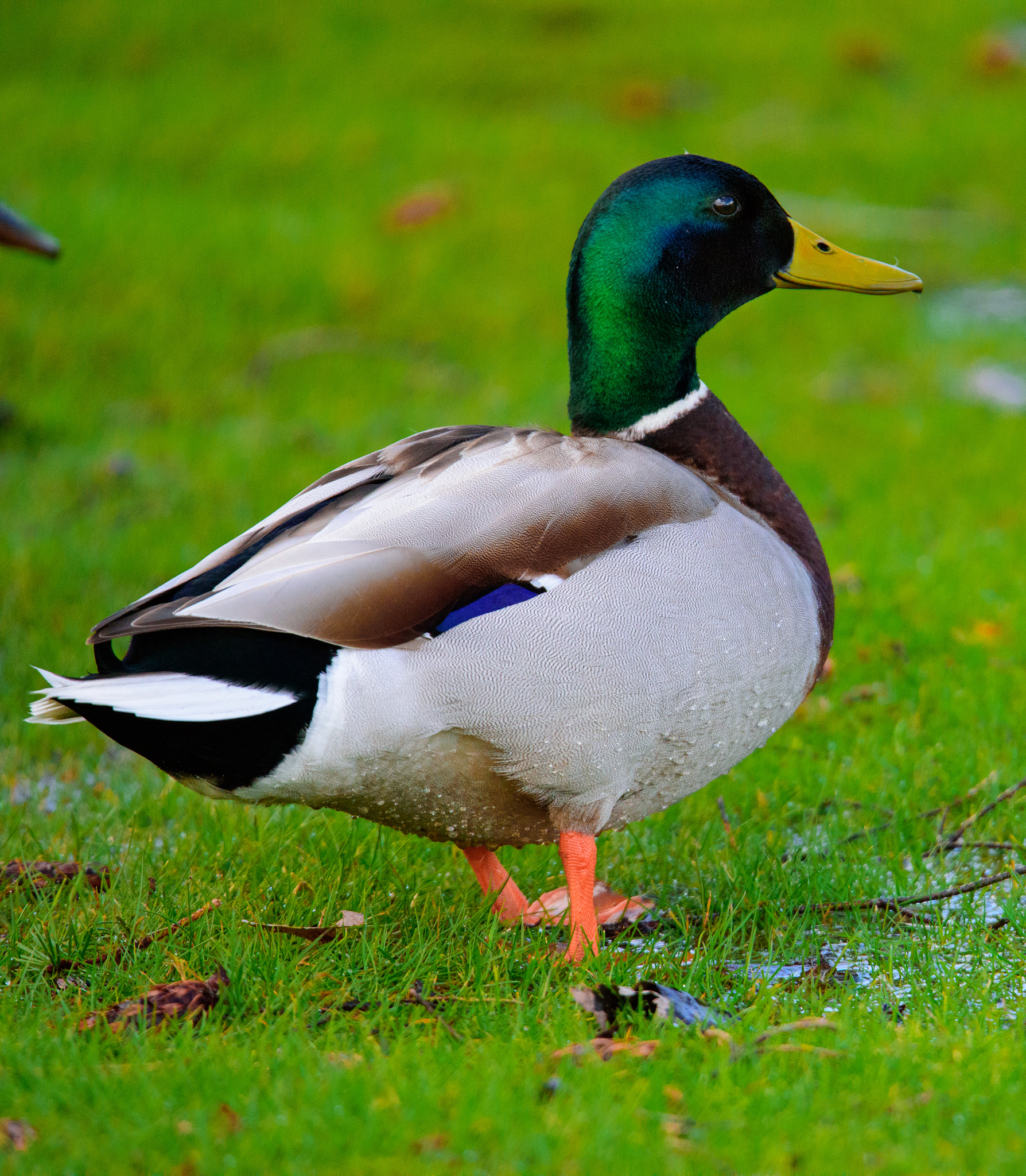 Nikon D810 sample photo. Mallard photography