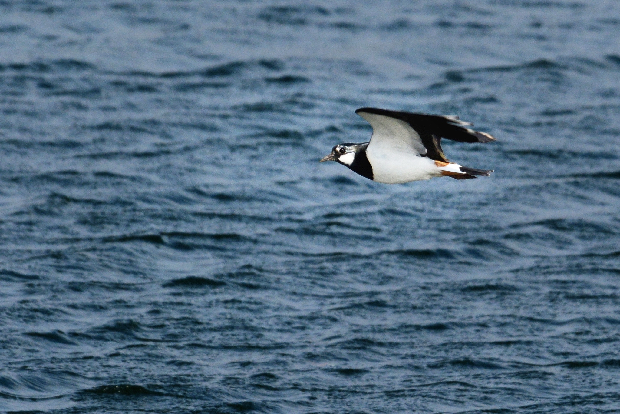 Nikon D7100 + Sigma 120-400mm F4.5-5.6 DG OS HSM sample photo. Lapwing photography