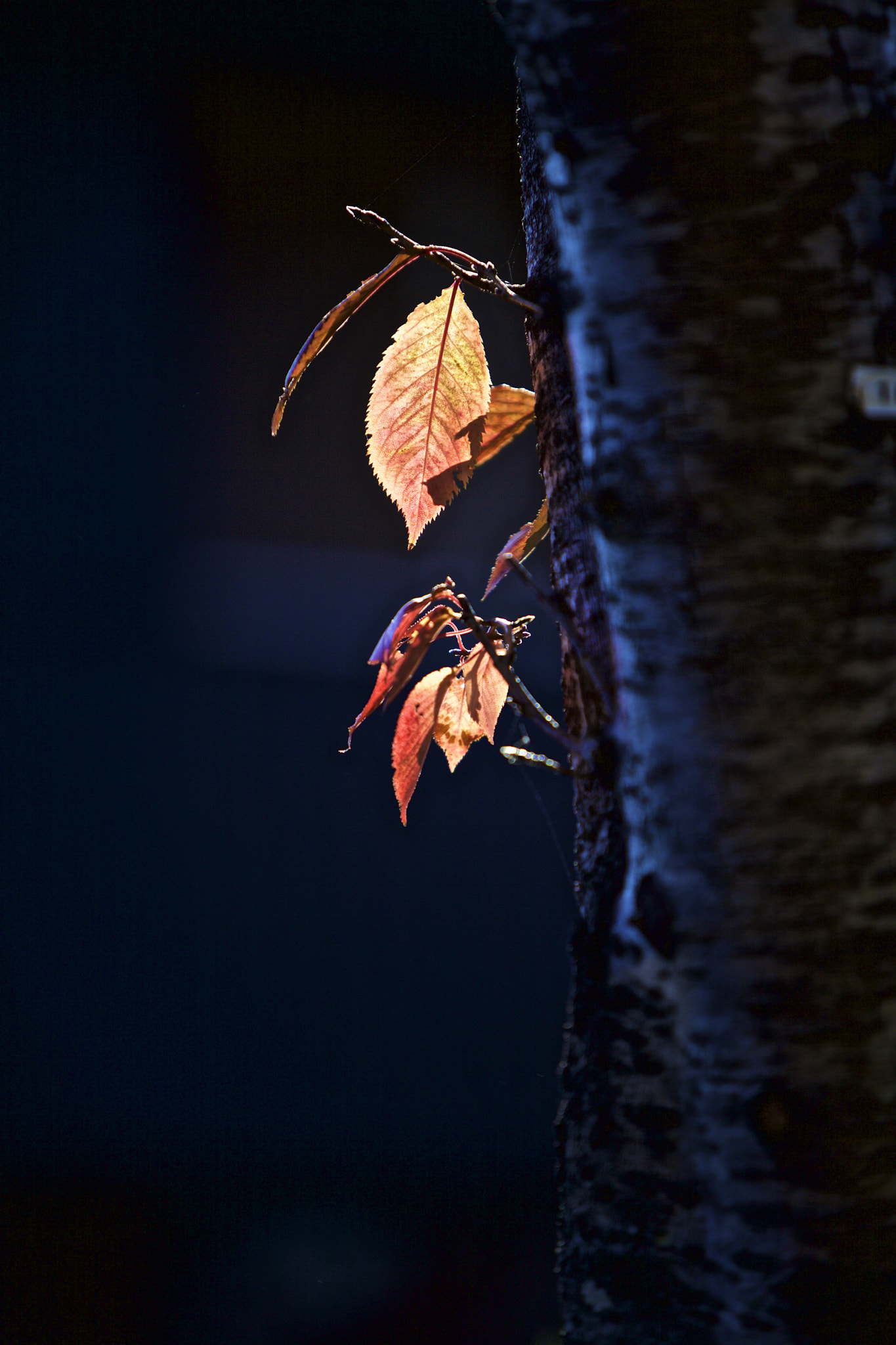 Canon EOS 5D Mark II + Canon EF 70-200mm F2.8L IS USM sample photo