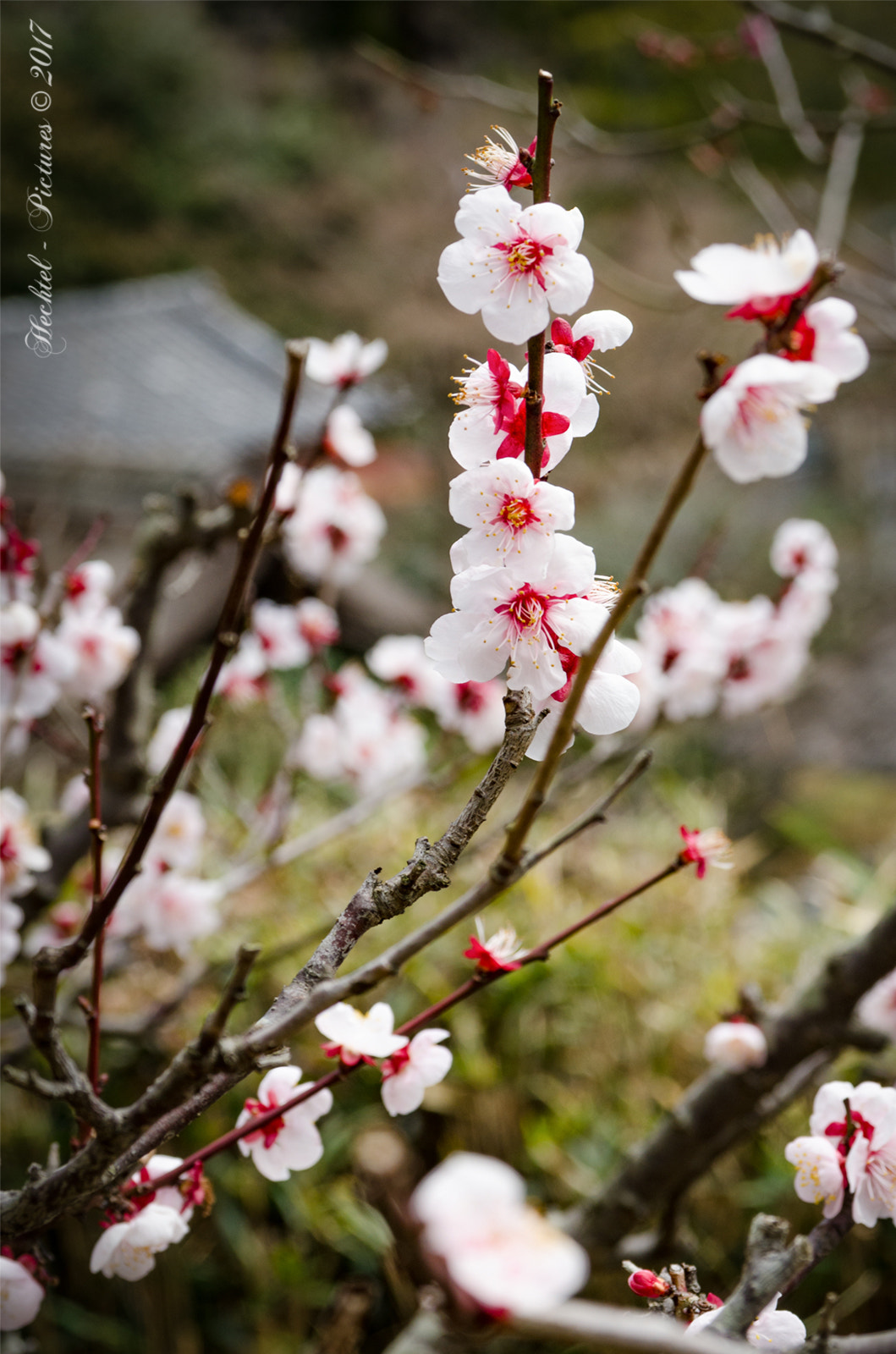 Sigma 17-70mm F2.8-4 DC Macro OS HSM sample photo. Kamakura engaku-ji photography