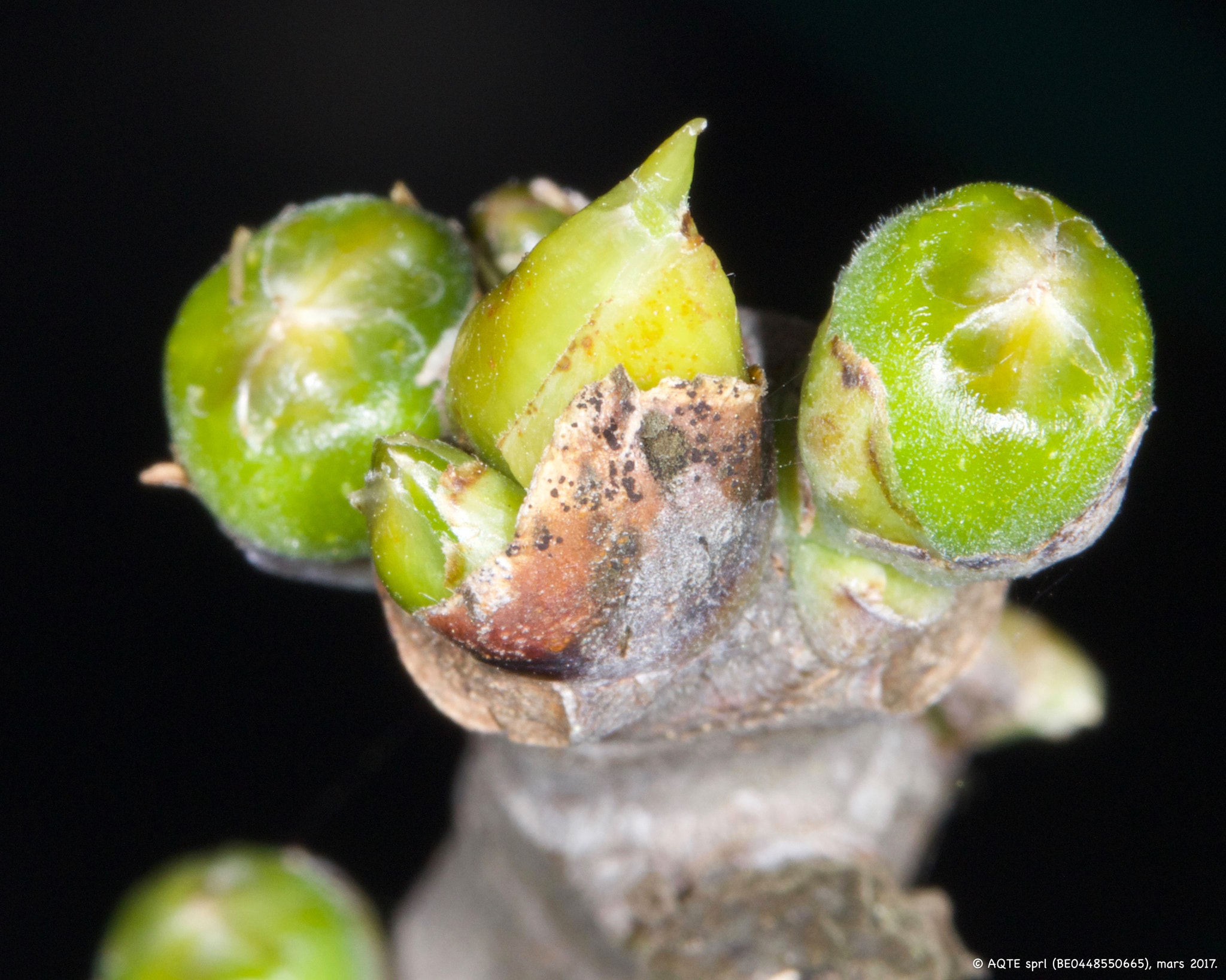 Canon EF 100mm F2.8L Macro IS USM sample photo. Figuier photography