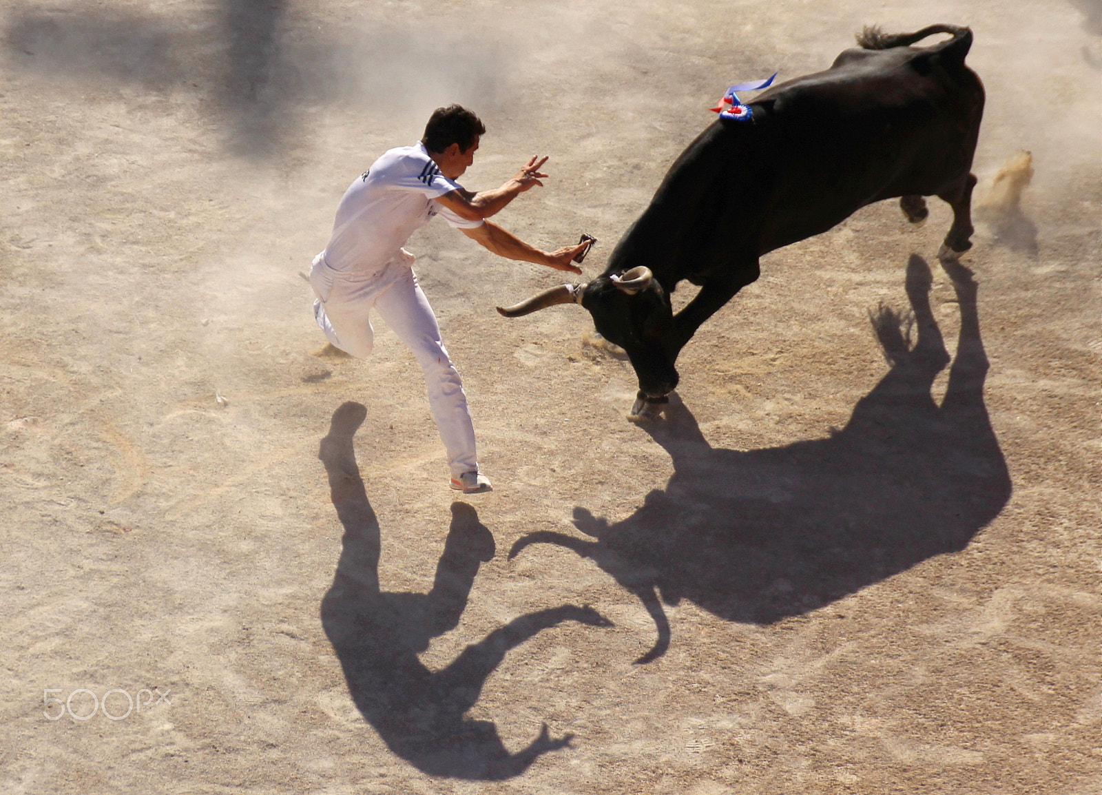 Canon EOS 700D (EOS Rebel T5i / EOS Kiss X7i) + Sigma 18-250mm F3.5-6.3 DC OS HSM sample photo. Course camarguaise... photography