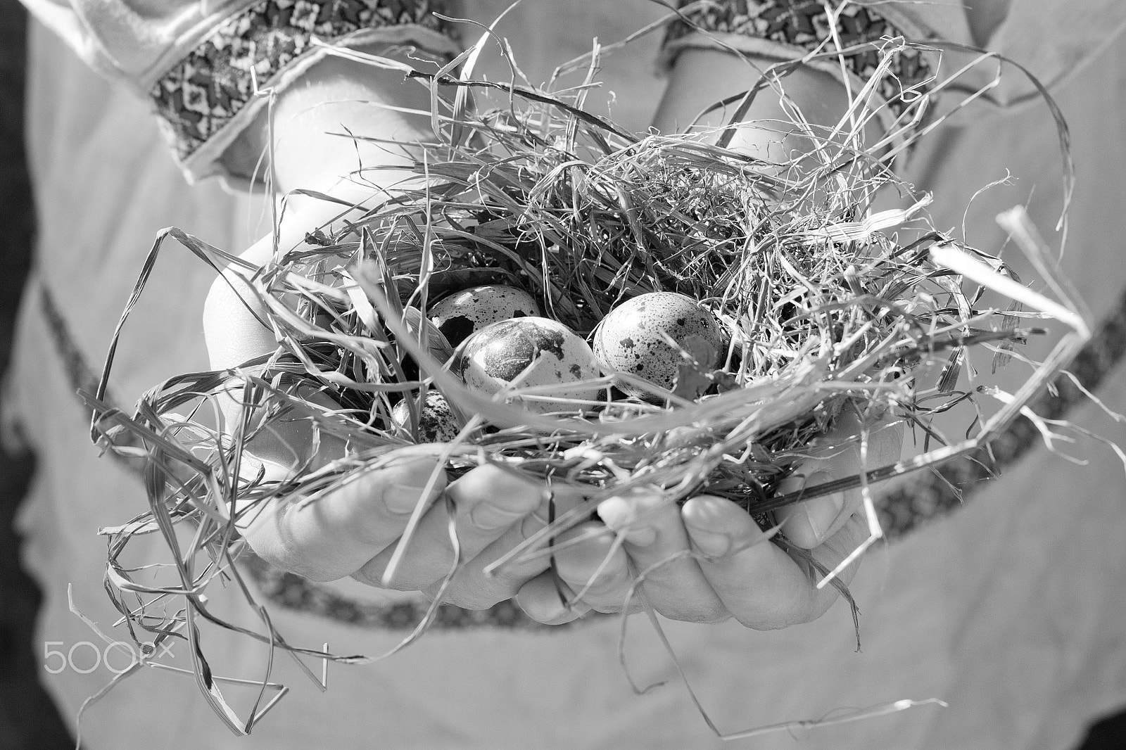 Nikon D3100 sample photo. Quail eggs in the nest. black and white photo photography