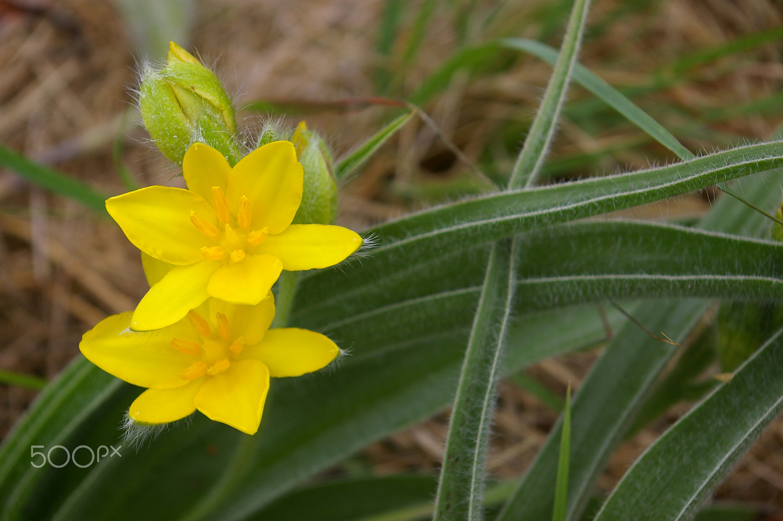 Pentax *ist DL sample photo. Wild and yellow photography