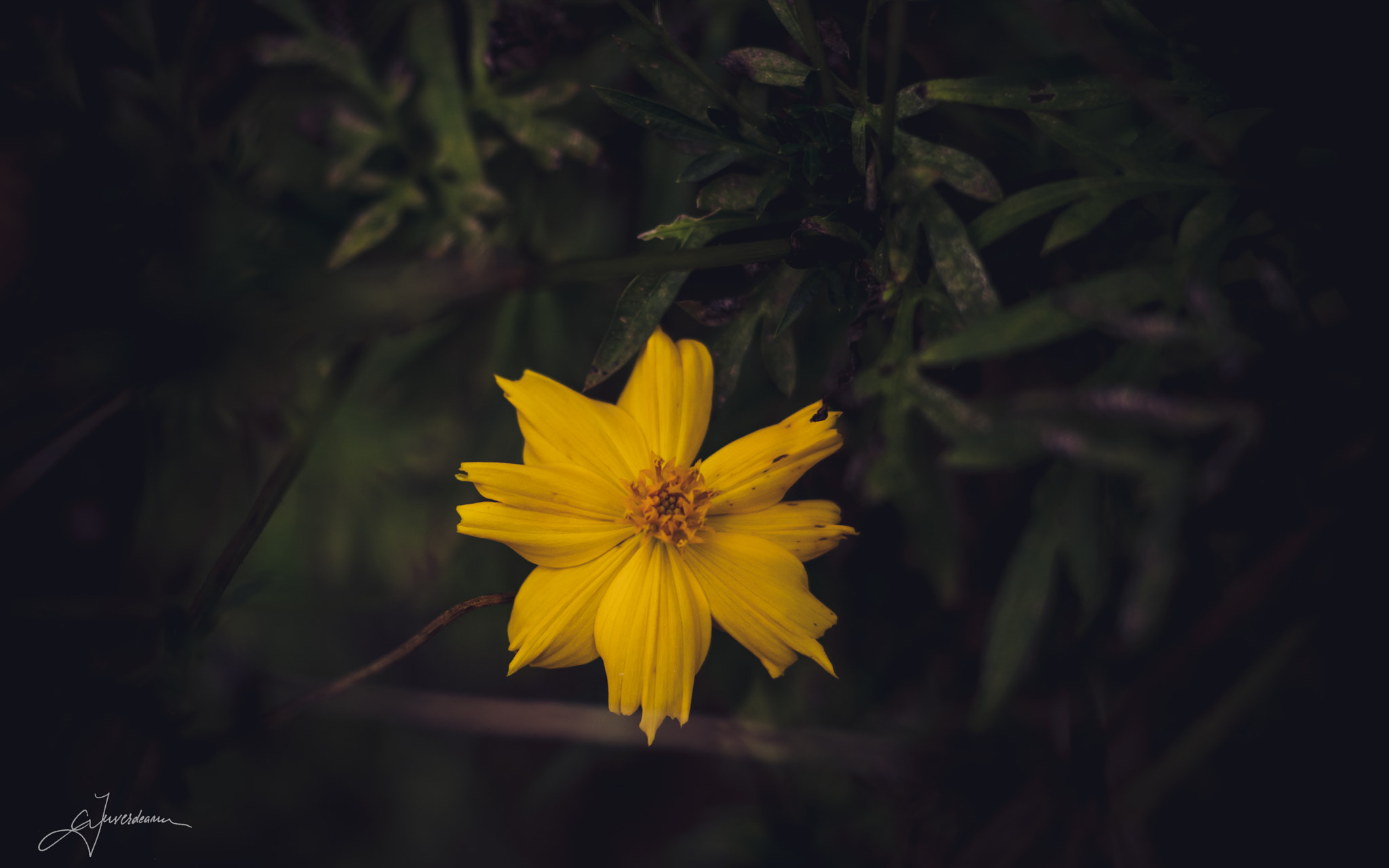 Nikon D7100 + Nikon AF Nikkor 50mm F1.8D sample photo. Beauty photography