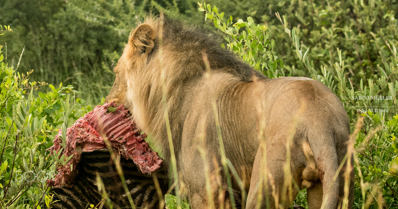 Nikon AF-S Nikkor 70-200mm F2.8G ED VR II sample photo. Breakfast - lunch - dinner , sa 2017 photography