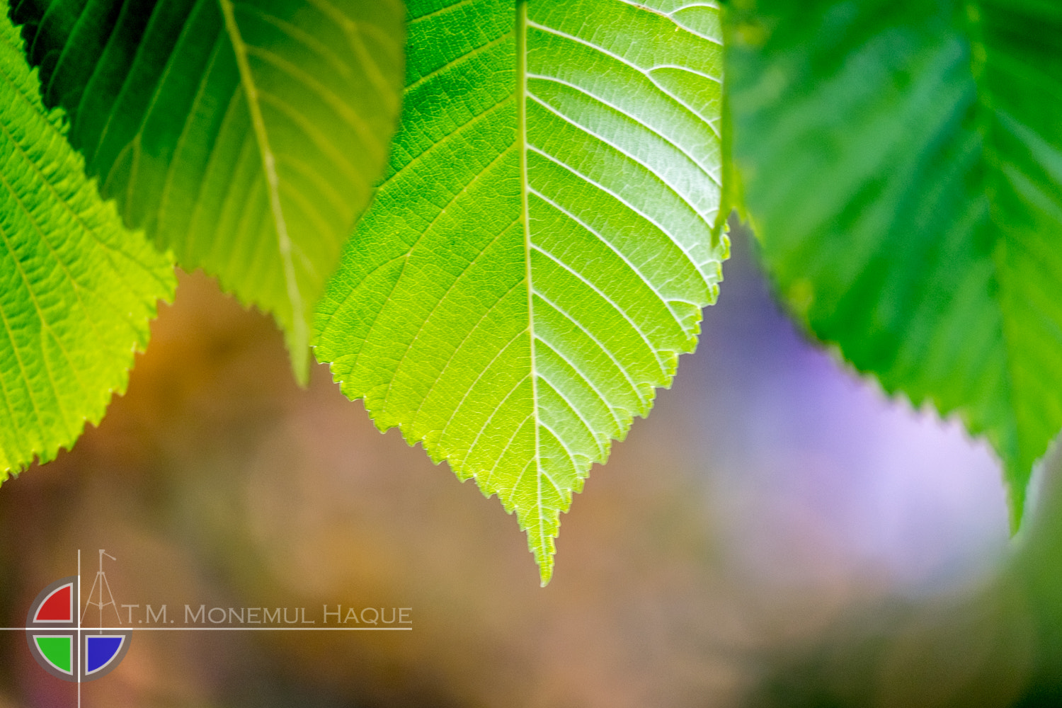 Fujifilm X-E1 sample photo. Leaves photography